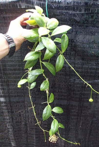 ▲▼　2.5号ポット限界のホヤ…シダ・原種など▲▼