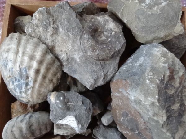 アンモナイト・貝・葉っぱ等 化石　クリーニング出来ます