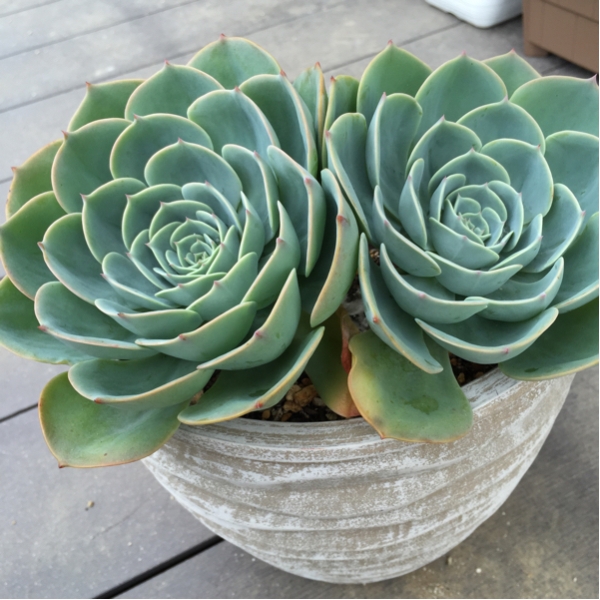 多肉植物☆七福神☆直径14㎝〔左苗〕_1