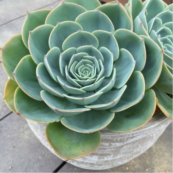 多肉植物☆七福神☆直径14㎝〔左苗〕_2