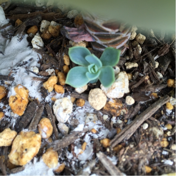 多肉植物☆七福神☆直径14㎝〔左苗〕_3