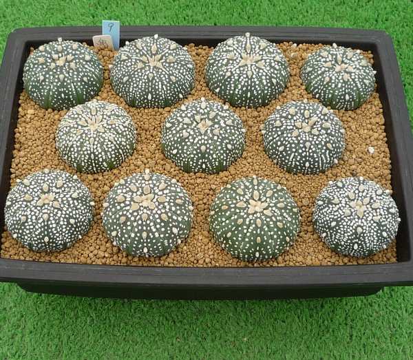 サボテン、多肉植物　ミラクル系兜11苗-9