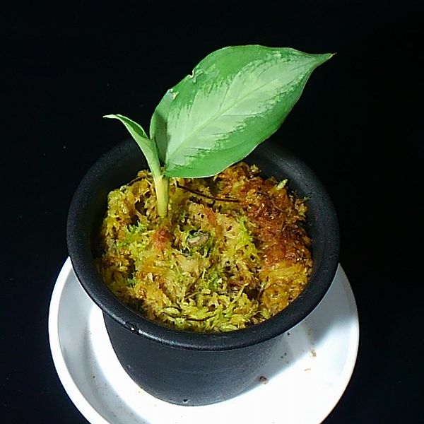 アグラオネマ ピクタム ’シルバーモザイク’　(bパッチ)　小株