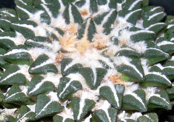 ★★サボテン★ロゼオカクタス★輸入作りこみ★姫牡丹★