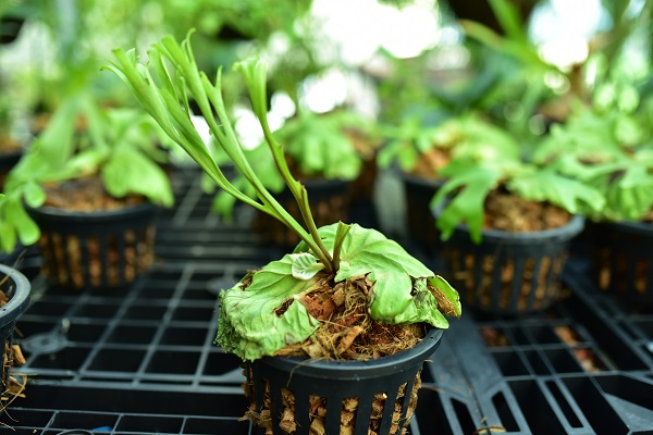 P.ridleyi Thin frond①　 @bikamori.com ビカクシダ　リドレイ