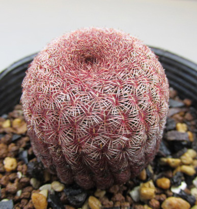 NGB813　Echinocereus　紫太陽　★サボテン