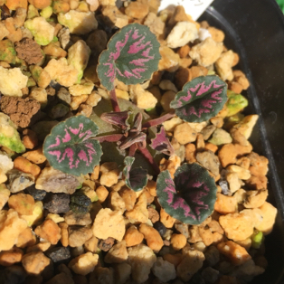 原種 シクラメン ミラビレ タイルバーン ジャン 実生苗 山野草