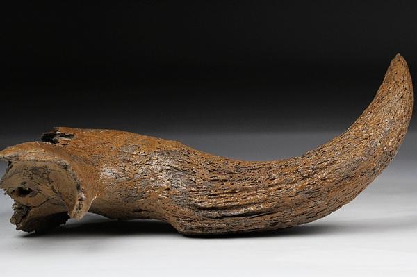 ケブカサイ(Coelodonta 毛犀）犀角化石 現地写真あり 36cm L18