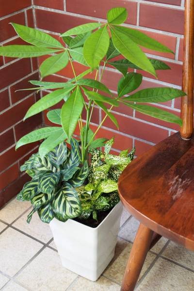 卸価格 観葉植物 寄せ植え パキラ 約70cm 3 パキラ 売買されたオークション情報 Yahooの商品情報をアーカイブ公開 オークファン Aucfan Com