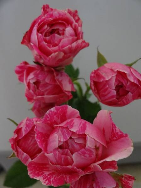 切り花最新品種　バラ苗　M-レイユール