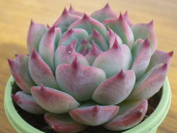 ☆シロヤマコロラータ☆エケベリア属☆タクちゃんファーム☆