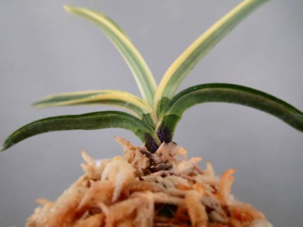 富貴蘭 本性 金牡丹 ルビー根 観葉植物 富貴蘭 フウラン 千羽牡丹