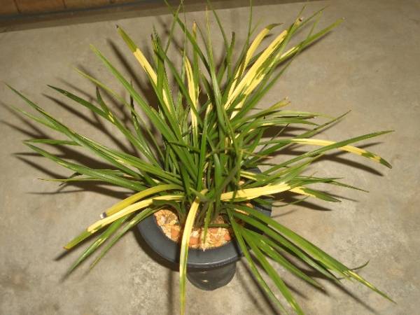 春蘭【無名虎　株立】富貴蘭・寒蘭・万年青・山野草