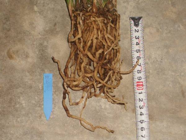 春蘭【無名虎　株立】富貴蘭・寒蘭・万年青・山野草