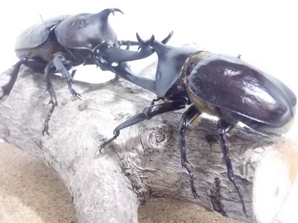 昆虫 立体標本 国産 カブトムシ ケース付 兵庫県産