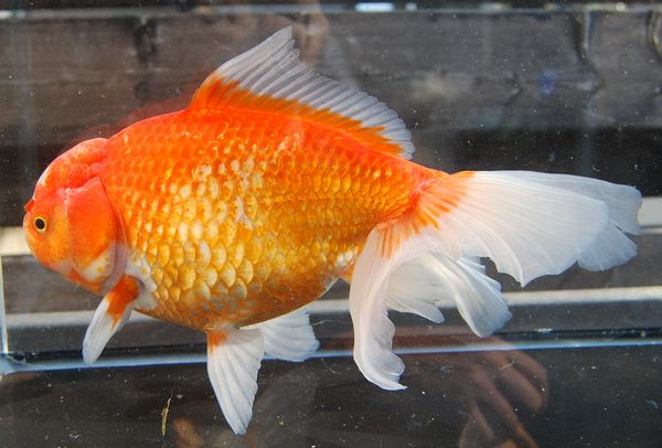 ジャンボ獅子頭　参