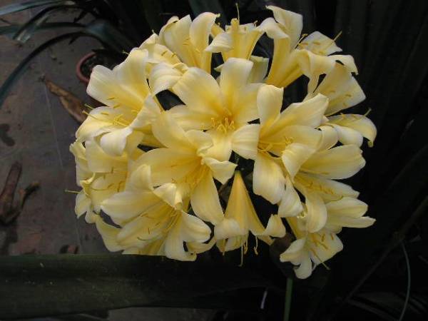 完全原種　クンシラン　 ギディーイエローオリジナル☆★