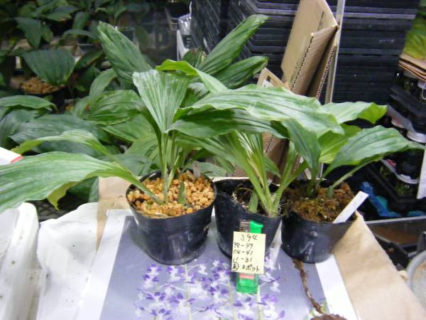 エビネ蘭交配　えびねバイオ初花開花見込株３ポット 　３９４