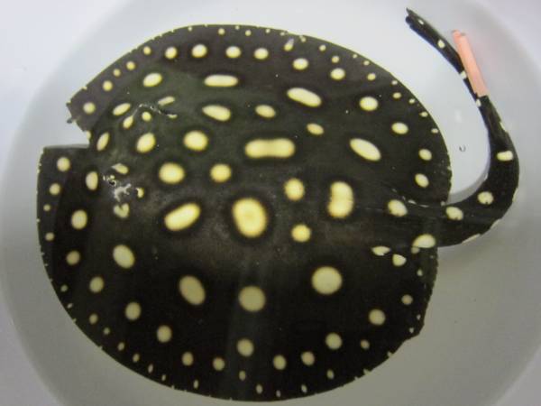 純血ダイヤモンドポルカポルカ ワイルドF1 ♀ プチバットマン(淡水魚 
