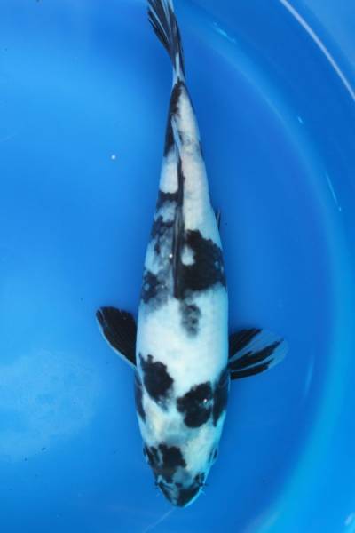 27年度尾形産　白写り　上物　約19ｃｍ　No.342