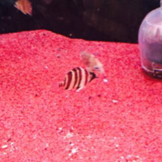 No.2☆ダトニオプラスワンパーフェクトバンド5匹☆梱包無料