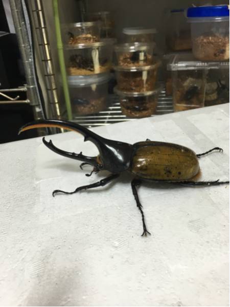 ヘラクレス エクアトリアヌス ペア 虫類 ペア ヘラクレスエクアトリア