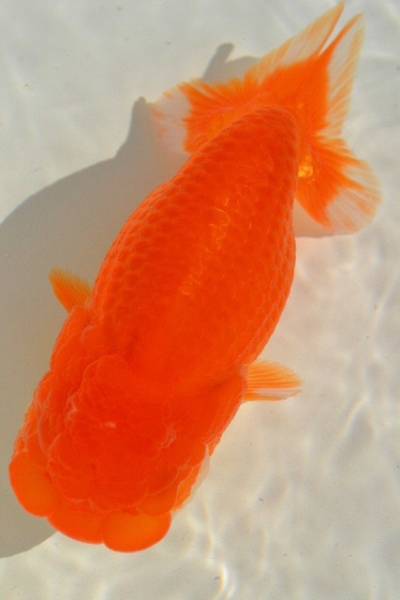 浜松産　２歳魚　良血統　良質個体