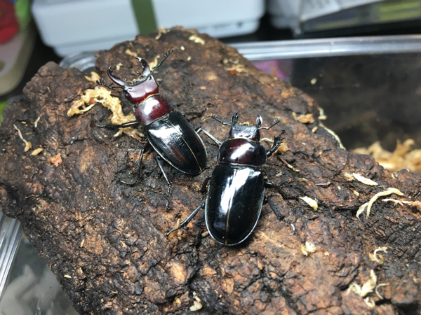 ミクラミヤマクワガタ　新成虫ペア/ミクラ/ミヤマ1