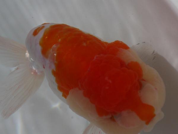 明和Yahoo! らんちゅう(031601) 当歳 12.5cm雄