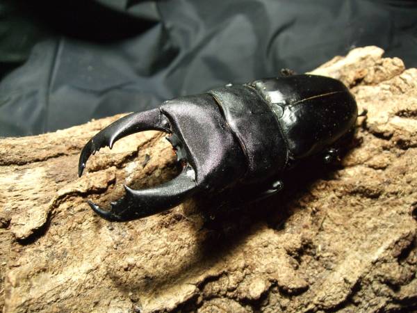 【リバ★モン】新成虫！テイオウヒラタ♂99mm 　y306