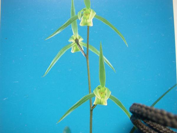 寒蘭　緑仙（青無点）　日向寒蘭連合会登録_1