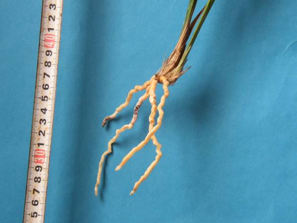 寒蘭　緑仙（青無点）　日向寒蘭連合会登録_3