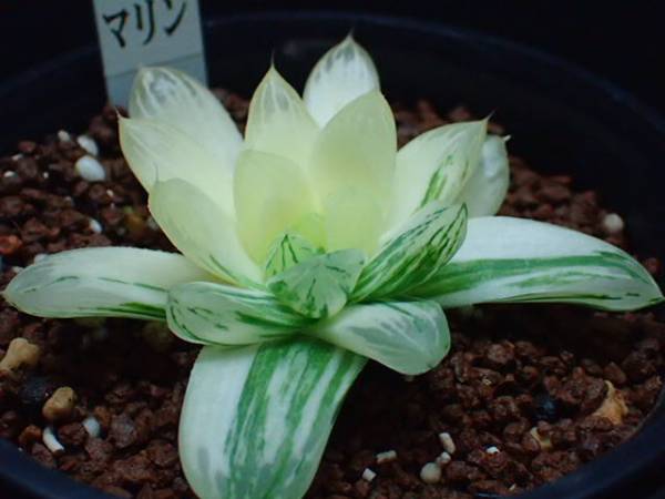 多肉植物　ハオルチア オブツーサ マリン 65mm ハオルシア