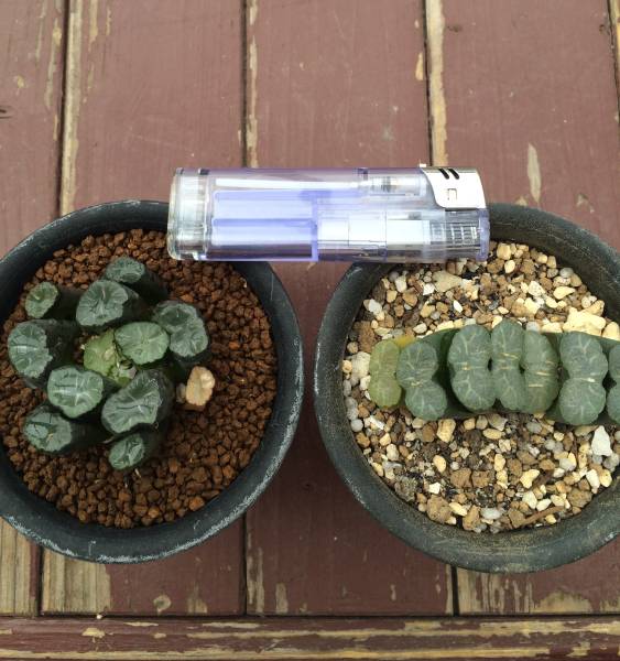 ハオルチア 多肉 稲妻万象 玉扇春雷 まとめて