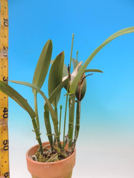 x sanderianum - sib. 洋蘭 北軽ガーデン＊パフィオ＊ sib＊原種＊人気