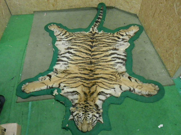 中古 トラ 剥製 敷物 虎 全身 ラグマット 登録証有り[r+]94889 虎