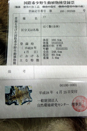 中古 トラ 剥製 敷物 虎 全身 ラグマット 登録証有り[r+]94889 虎