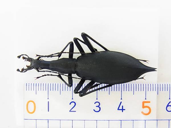 鹿児島県・屋久島産ホンマイマイカブリ１頭