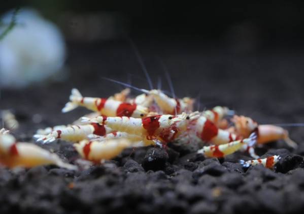 笑美師　画像のレッドビー水槽より 20匹