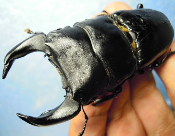 １年２組余品　ＣＨＡＶＥＺ　即ブリペア　プレミアムペア