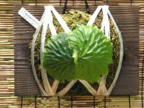 P . Madagascariense　幅広安心サイズ１　マダガスカリエンセ