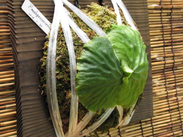 P . Madagascariense　幅広安心サイズ１　マダガスカリエンセ