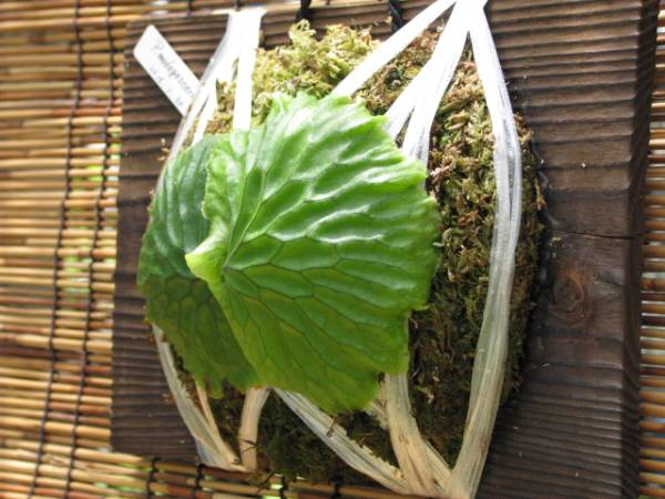 P . Madagascariense　幅広安心サイズ１　マダガスカリエンセ