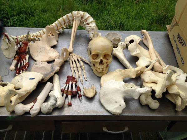 Ｔこ179　人体模型　骨格標本　頭部　背骨　脊柱　手　etc