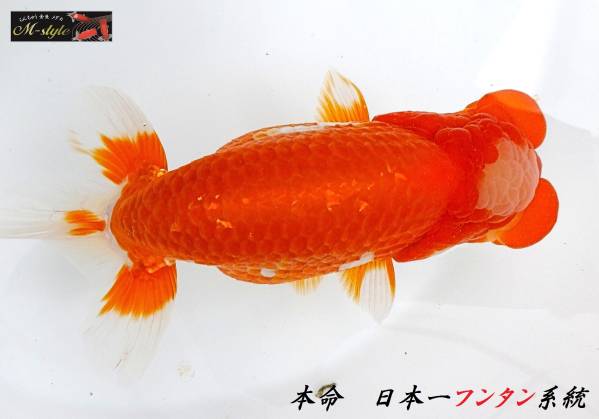 ◆本命・日本一フンタン系統・2歳・地方会可◆14.5cm雄◆O-1◆