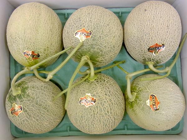 予約）限定1箱【夕張メロン】4玉～6玉 約8kg 共選 良品 本物