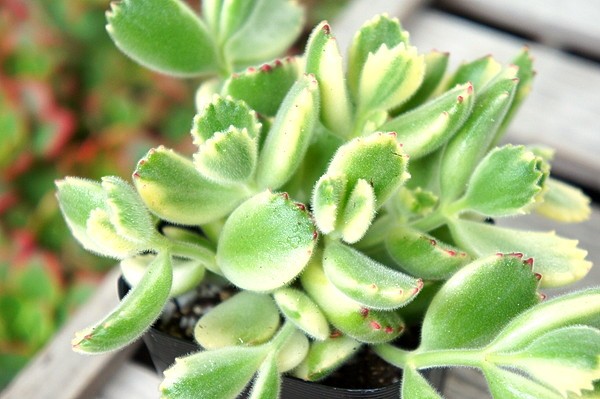 3品送無！鉢ごと！多肉植物 8 コチレドン 熊童子白班　大人気