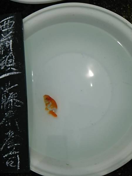 麦風 海水魚・淡水魚完全見分けガイド Bakufu ONO 上野 大野 新 麦風 海水魚・淡水魚完全見分けガイド Bakufu ONO 上野 大野 新