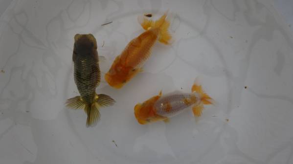 【らんちゅう　彩】当歳 3匹セット　研究会・大会用 A