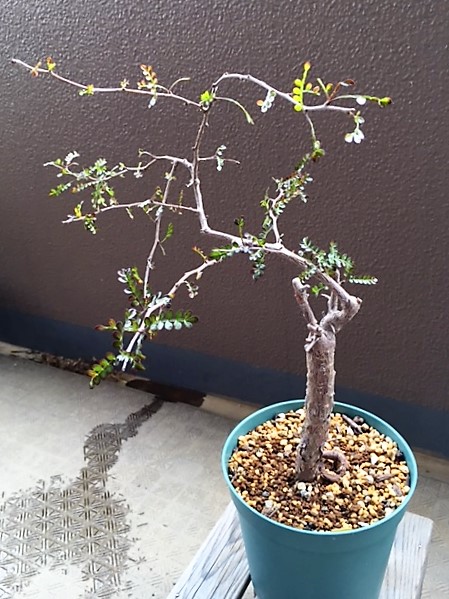 Operculicarya decary （オペルクリカリア・デカリー）